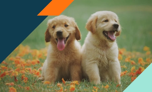 Despite 84% of Canadians Aged 55+ Recognizing Mental Health Benefits of Pets, just 44% have a furry friend.