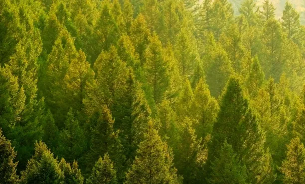 Sorge vor dem Klimawandel geht zurück | Ipsos