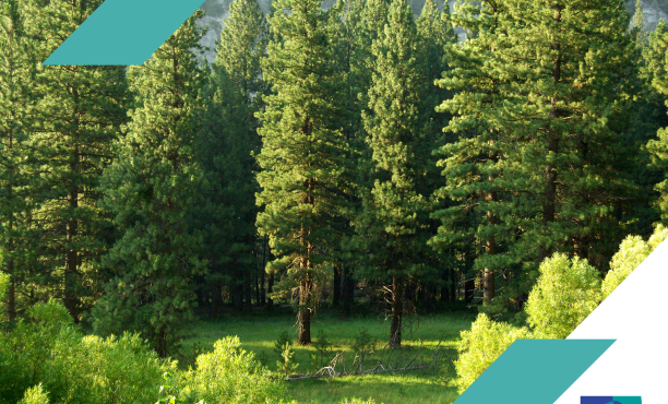 76% agree that recent forest fires have made them think about the need for reforestation and forest management