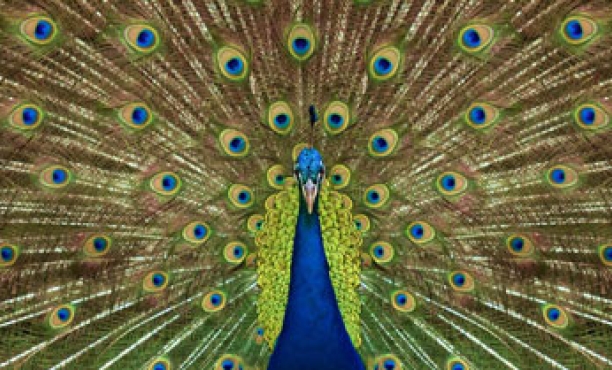 Flair India 2018: Aspiration to action