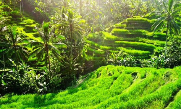 Flair Indonesia 2021 | Ipsos