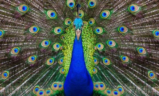 Flair India 2018 | Ipsos