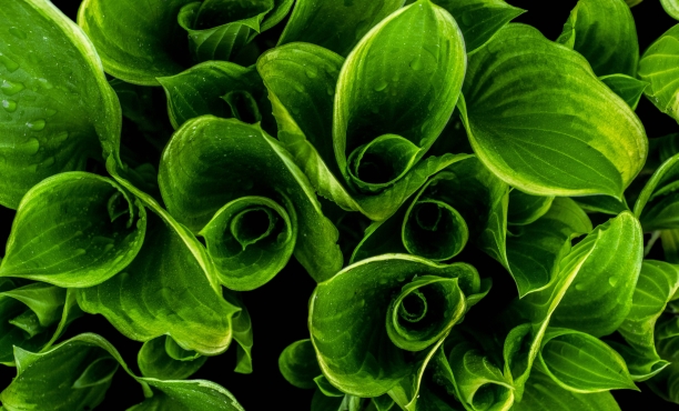 making a plant based future