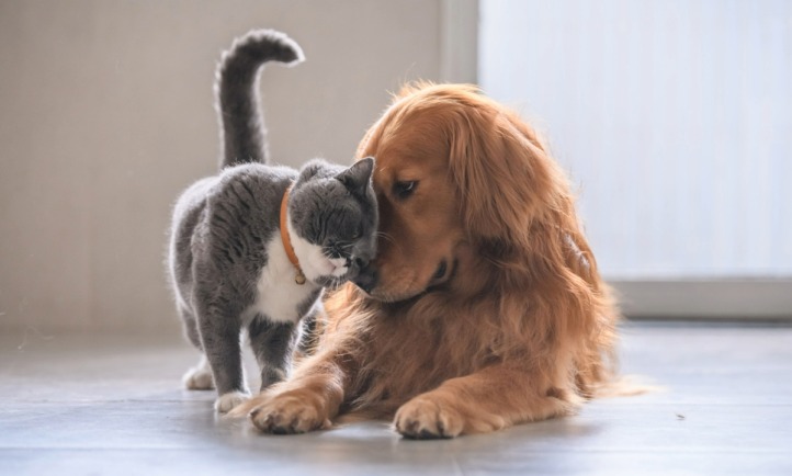 4 ottobre, Giornata Mondiale degli Animali 2023