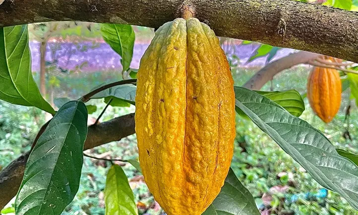 Ipsos & Mondelēz: A Success Story - Measuring the impact of cocoa sustainability investments