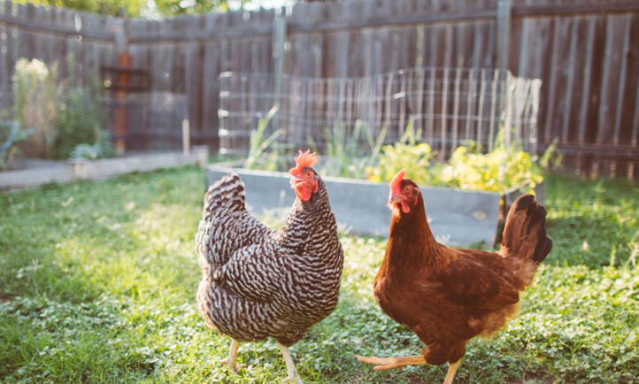 Cage free