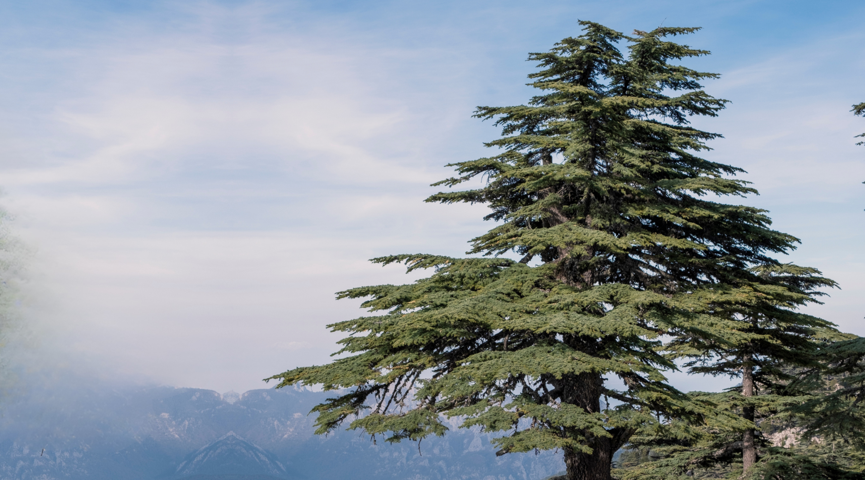 The Cedar’s Turn: Lebanon’s Emerging Momentum in 2025