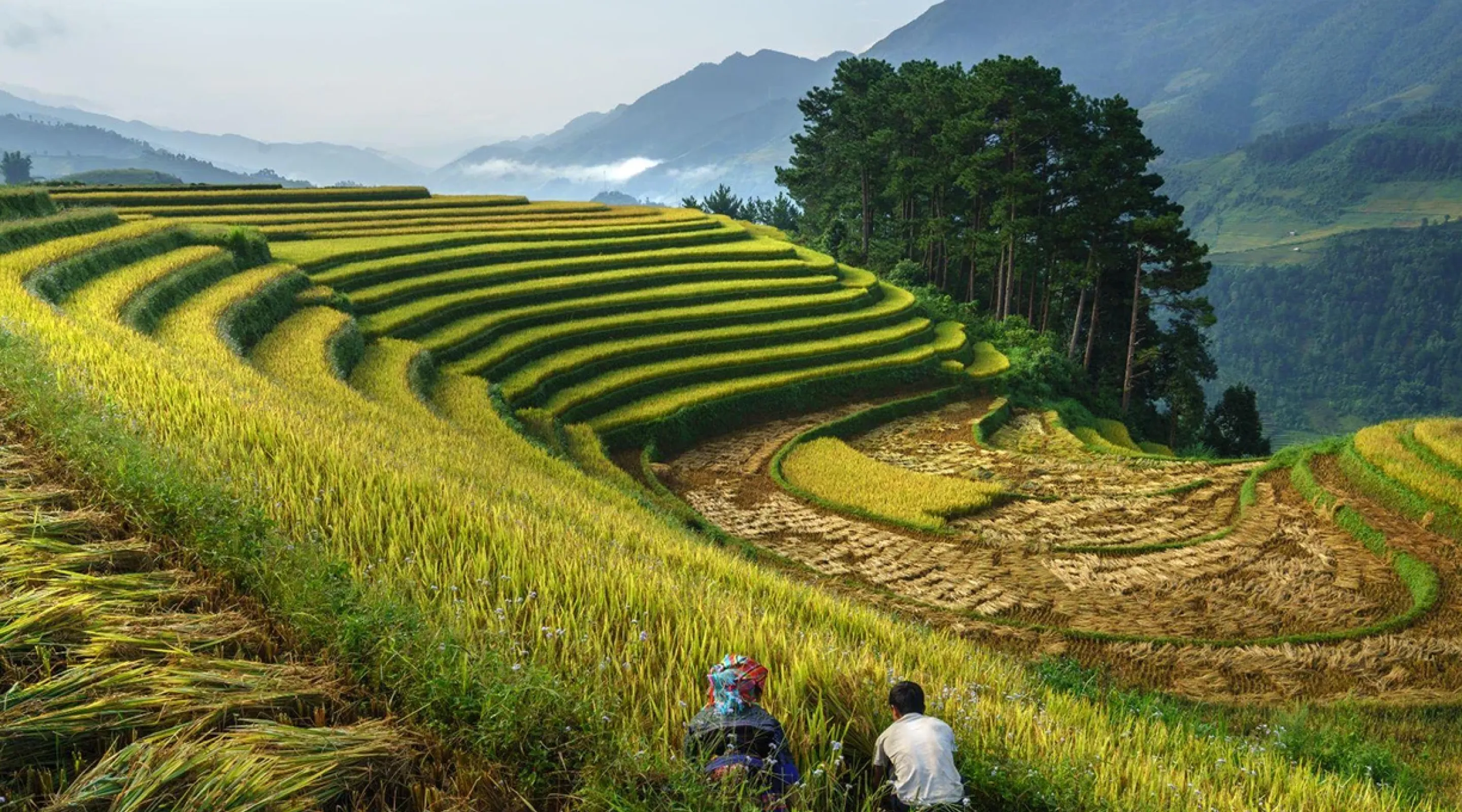 Manual de sostenibilidad para OSC y CMO 