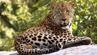 Cheetah