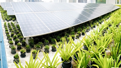 Sustainable Development