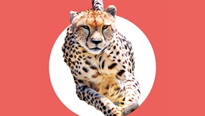 Cheetahs, Chickens and Goldfish