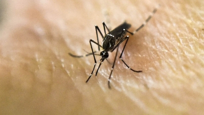 GLOBAL @DVISOR: Zika Virus