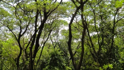 Building a new library in Flores Island, Indonesia.