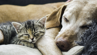 Les Français et leurs animaux de compagnie