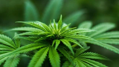 cannabis factum