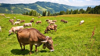 regionale Handelsmarken im Trend