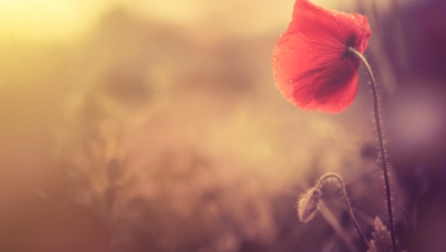 Baromètre Ipsos 2018 pour les Services Funéraires – Ville de Paris