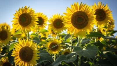 Sunflowers