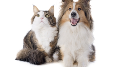 Dog and Cat