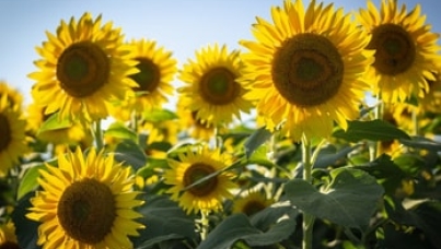 Happiness is receding across the world | Ipsos