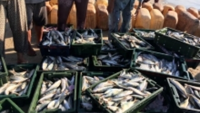 Sustainable Fishing | Ipsos