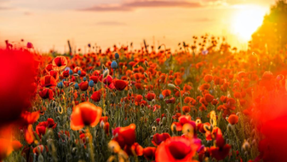 field of poppies