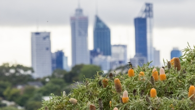 Honeyeater Banksia and Perth City Skyscrapers