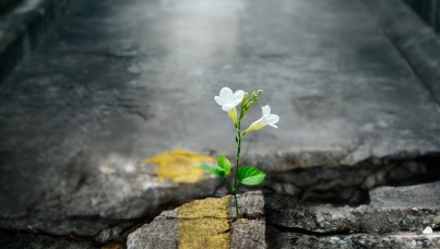 türkiye barometresi