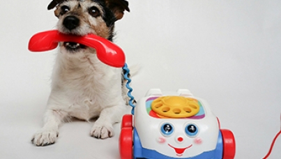 Don't Give The Dog A Phone - Ipsos