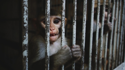 Ipsos | One Voice | Expérimentation animale