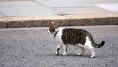 cat-walking-across-the-road