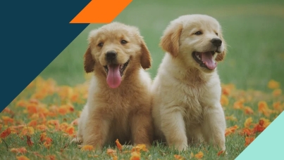 Despite 84% of Canadians Aged 55+ Recognizing Mental Health Benefits of Pets, just 44% have a furry friend.