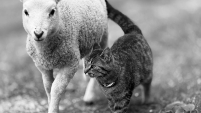 Ipsos y Fundación Veg - Estudio de opinón pública sobre percepción del trato a los animales