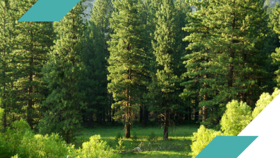 76% agree that recent forest fires have made them think about the need for reforestation and forest management