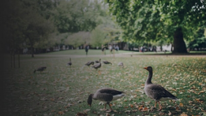  Ipsos Research Highlights - March 2018