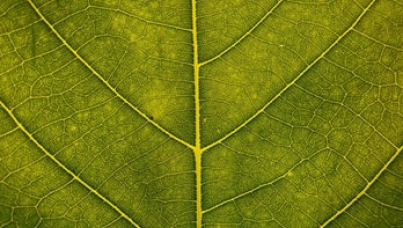 ‘Natural’ food: What Does it Mean to Consumers?