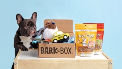 cute dog on a table with assorted dog toys and treats