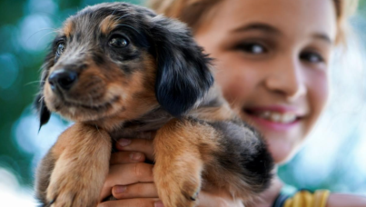 Hund(ra) möjligheter