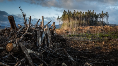 Ipsos | climate change | sustainability 