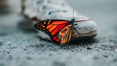 Ipsos | sustainability | environment 