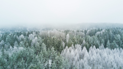Picture of woods covered in snow