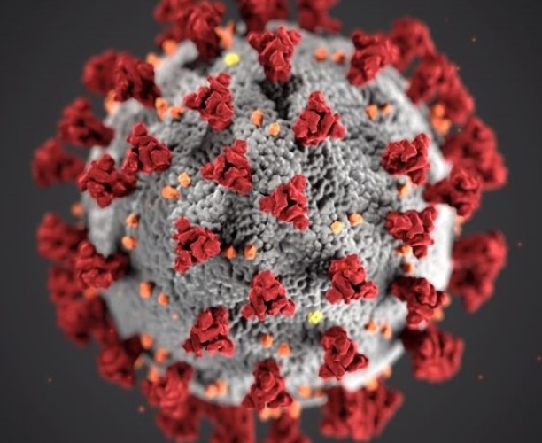 Understanding the coronavirus crisis