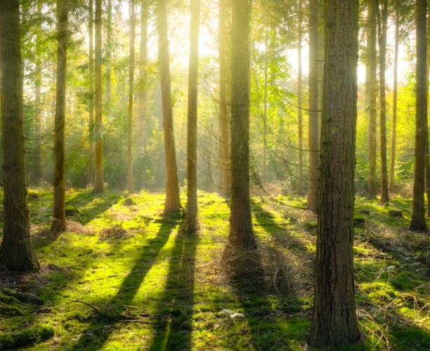 Ipsos Sustainability 2021 Webinar