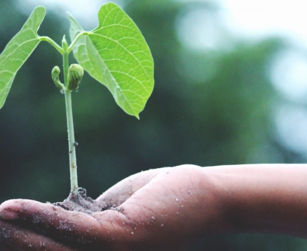 Ipsos Sustainability Webinar