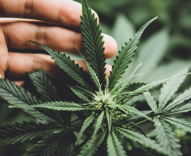 Cannabis-Legalisierung