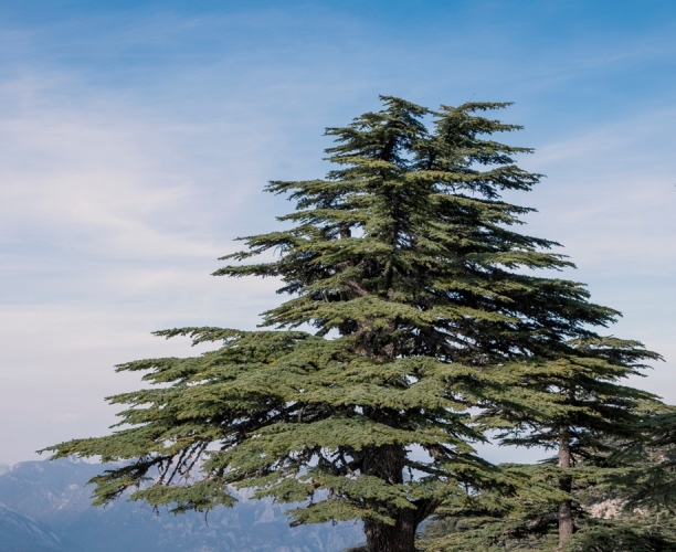 The Cedar’s Turn: Lebanon’s Emerging Momentum in 2025