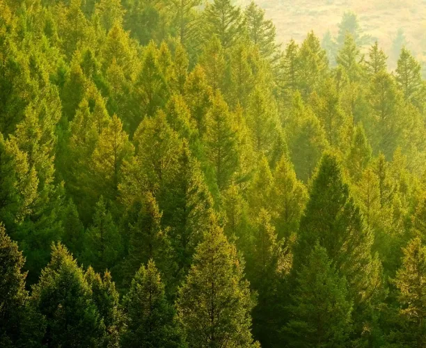 Sorge vor dem Klimawandel geht zurück | Ipsos