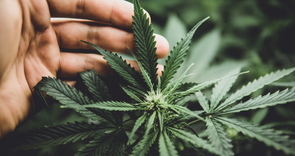 Cannabis-Legalisierung