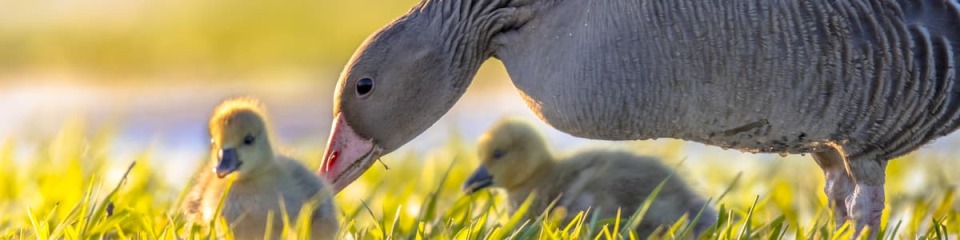 Ipsos | Data dive | Mother's day 