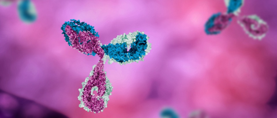 Image of antibodies